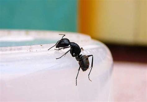 家裡有螞蟻代表什麼 化妝台招財